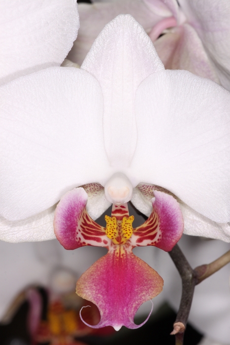 Macro Orchidee - 012